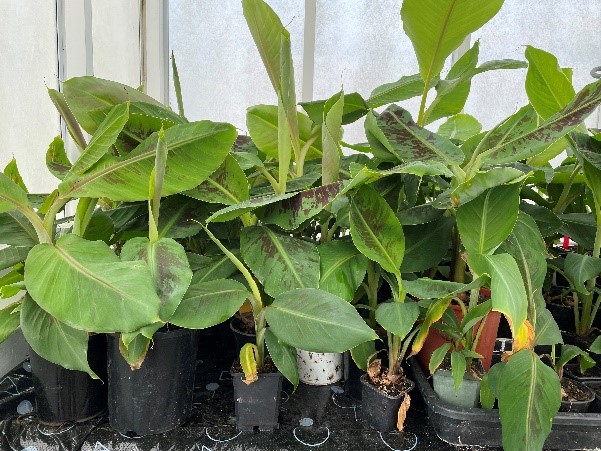 Banana plants